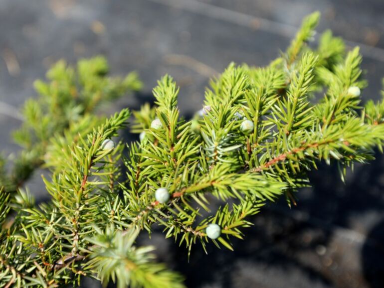 Silver Mist Juniper