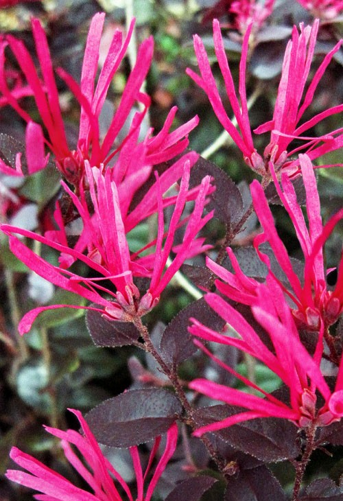 Cerise Charm Dwarf Loropetalum