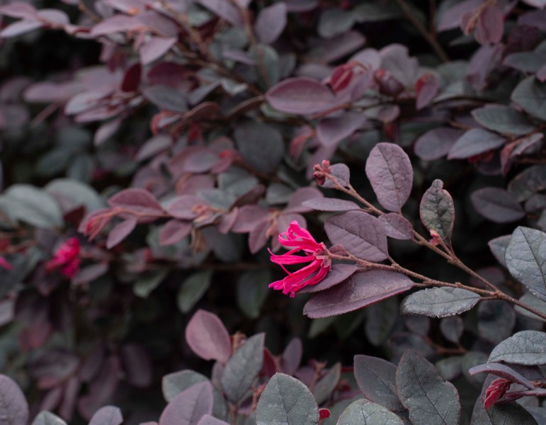Cerise Charm Dwarf Loropetalum