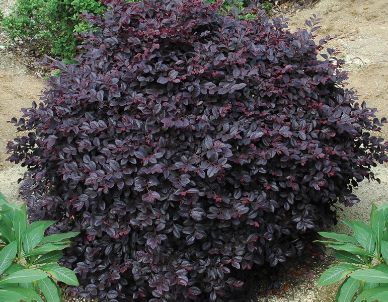 Cerise Charm Dwarf Loropetalum