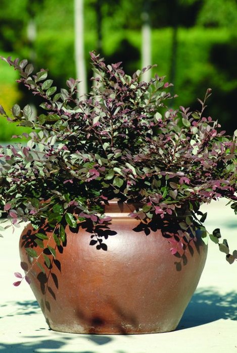Cerise Charm Dwarf Loropetalum