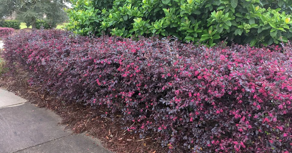Cerise Charm Dwarf Loropetalum