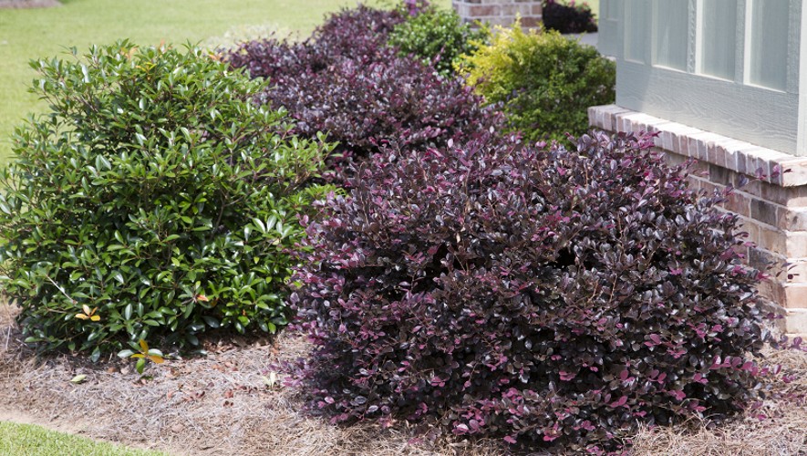 Cerise Charm Dwarf Loropetalum