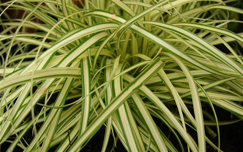 Evergold Japanese Sedge