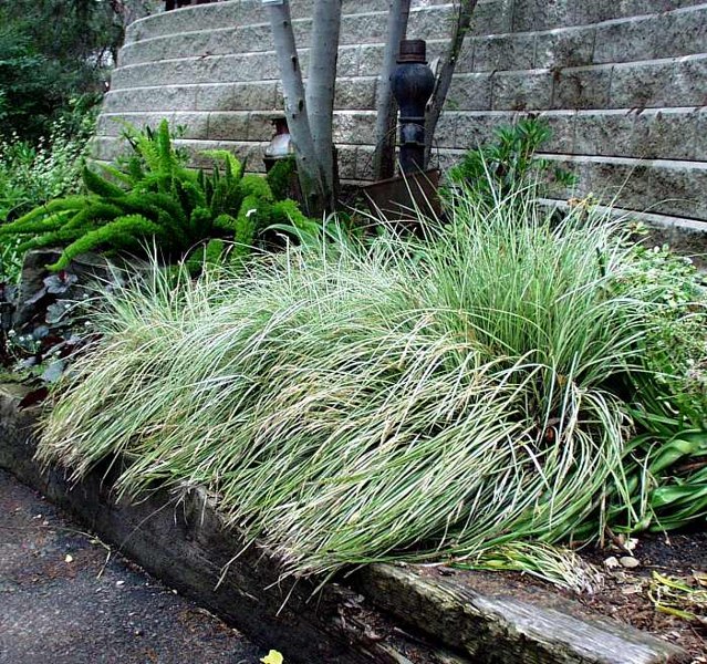 Evergold Japanese Sedge