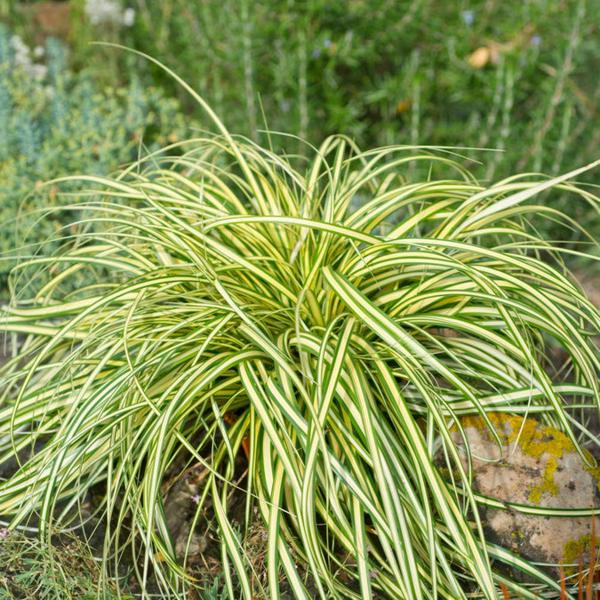 Evergold Japanese Sedge