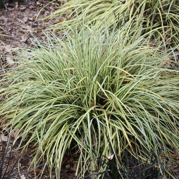 Evergold Japanese Sedge