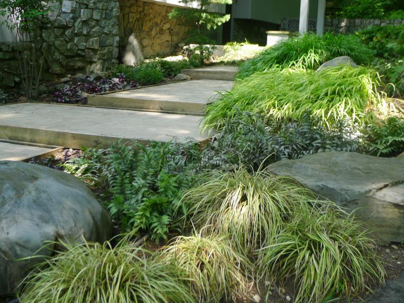 Evergold Japanese Sedge