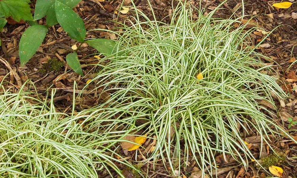 Evergold Japanese Sedge