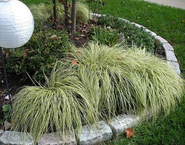 Evergold Japanese Sedge