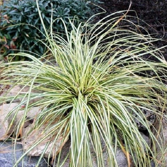 Evergold Japanese Sedge