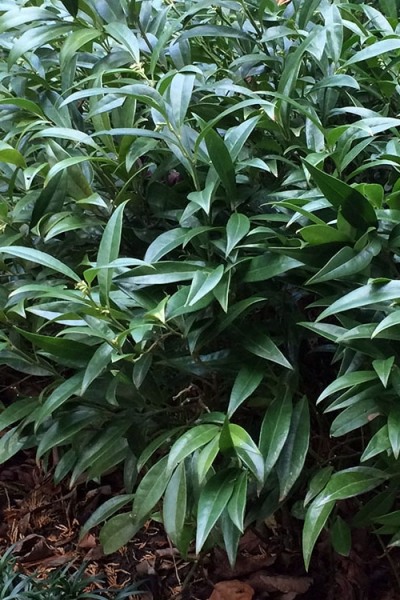 Fragrant Valley Sweetbox