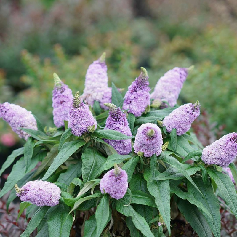 Pugster Amethyst Butterfly Bush