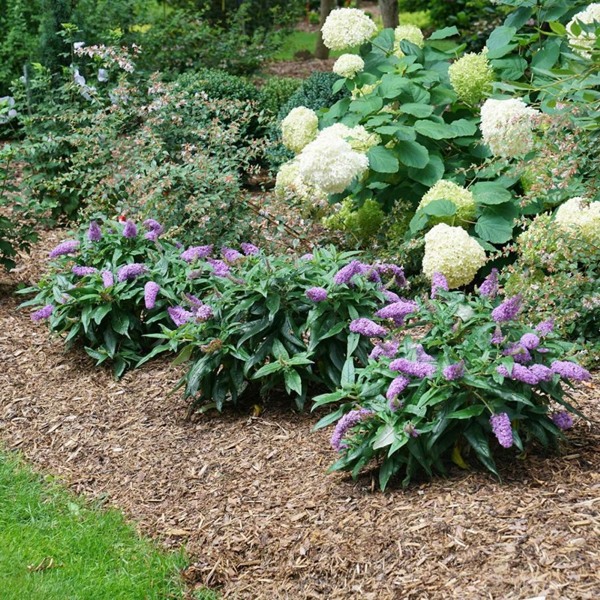 Pugster Amethyst Butterfly Bush