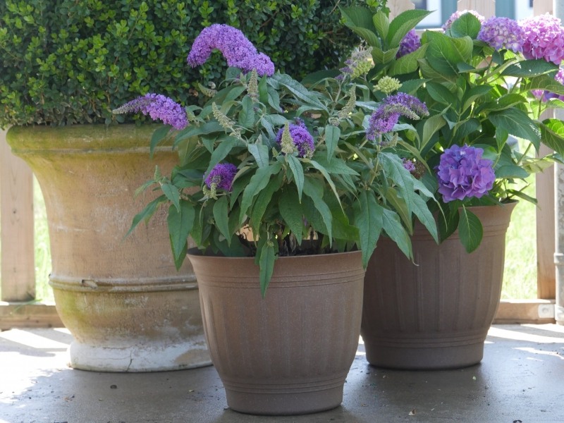 Pugster Amethyst Butterfly Bush