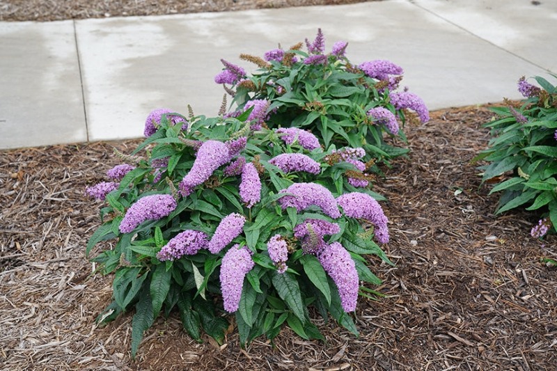 Pugster Amethyst Butterfly Bush