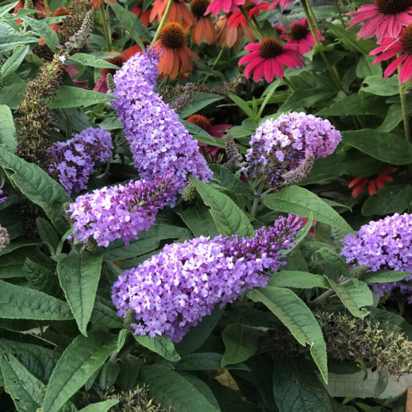 Pugster Amethyst Butterfly Bush