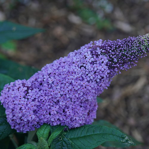 Pugster Amethyst Butterfly Bush