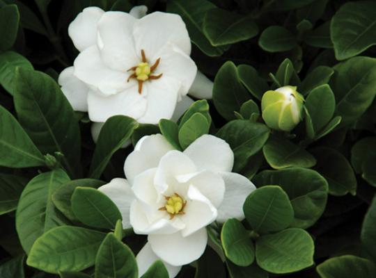 Buttons Gardenia
