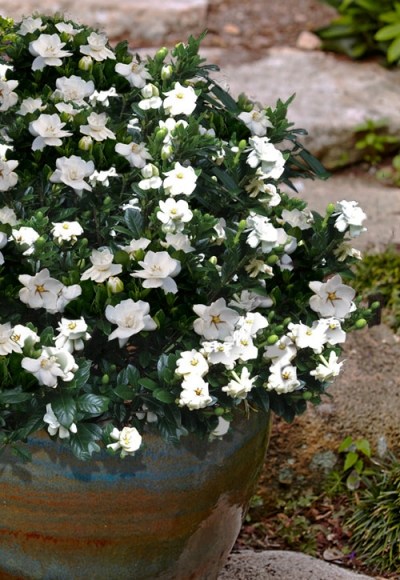 Buttons Gardenia