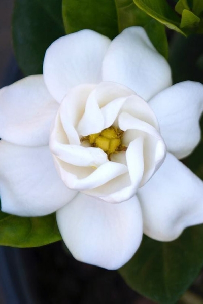 Buttons Gardenia