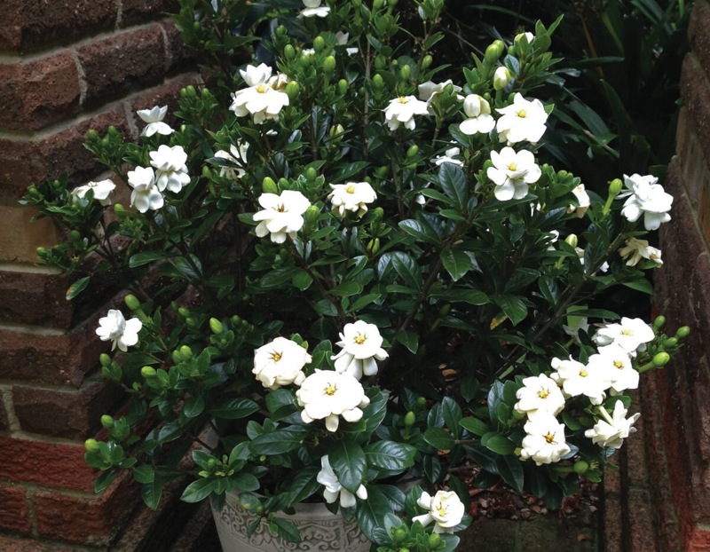 Buttons Gardenia