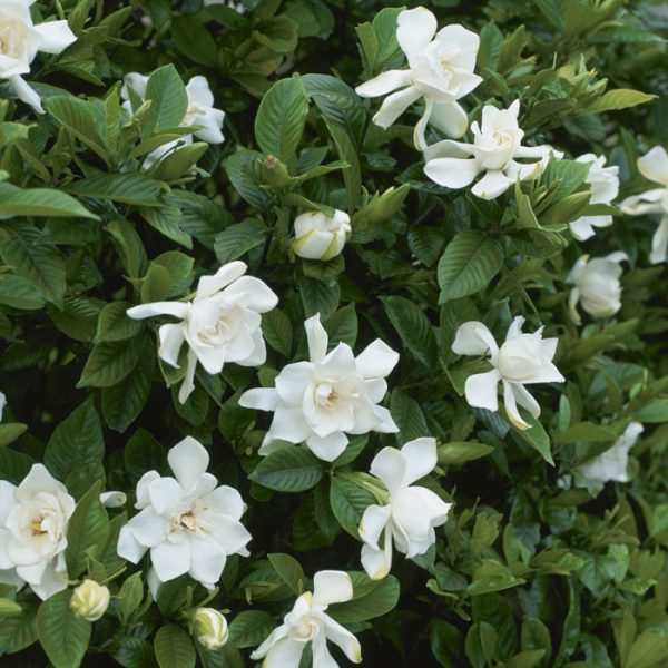 Buttons Gardenia