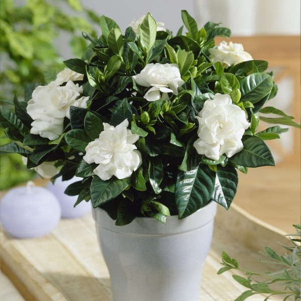 Buttons Gardenia
