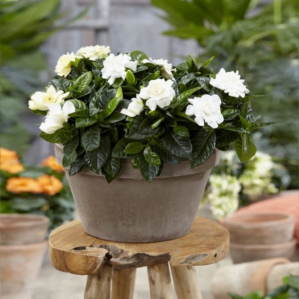 Buttons Gardenia