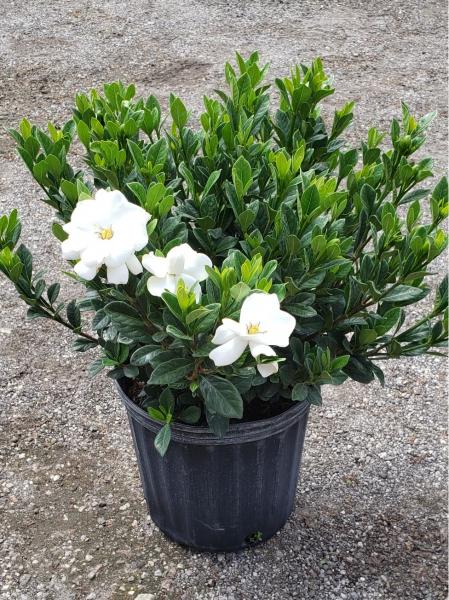 Buttons Gardenia