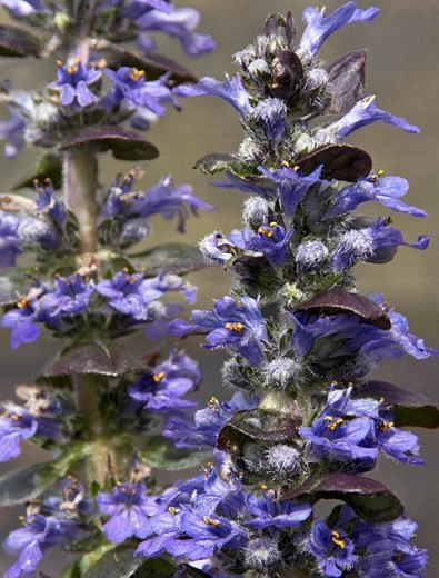 Catlins Giant Ajuga Bugleweed