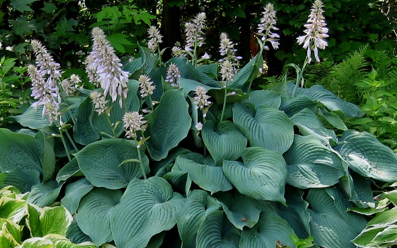 Blue Angel Hosta Lily