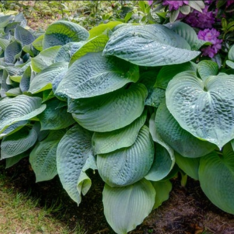 Blue Angel Hosta Lily