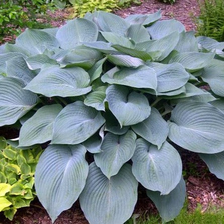 Blue Angel Hosta Lily