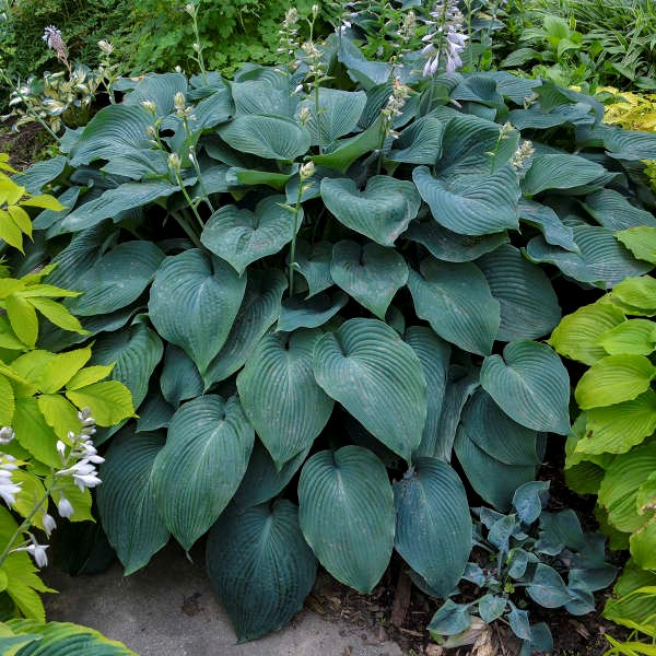 Blue Angel Hosta Lily