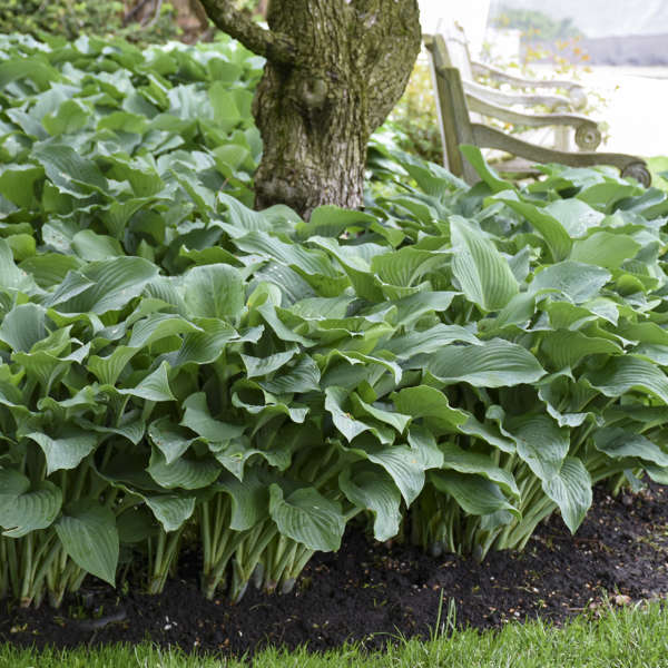 Blue Angel Hosta Lily