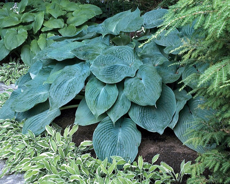 Blue Angel Hosta Lily