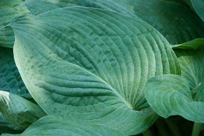 Blue Angel Hosta Lily