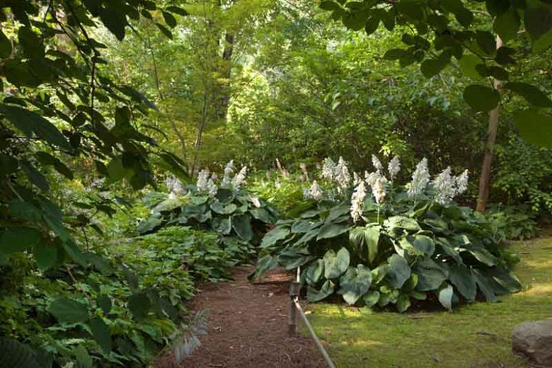 Blue Angel Hosta Lily