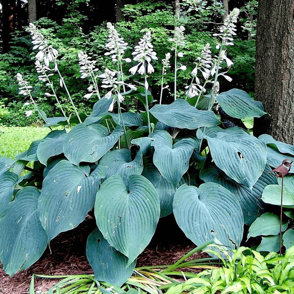 Blue Angel Hosta Lily