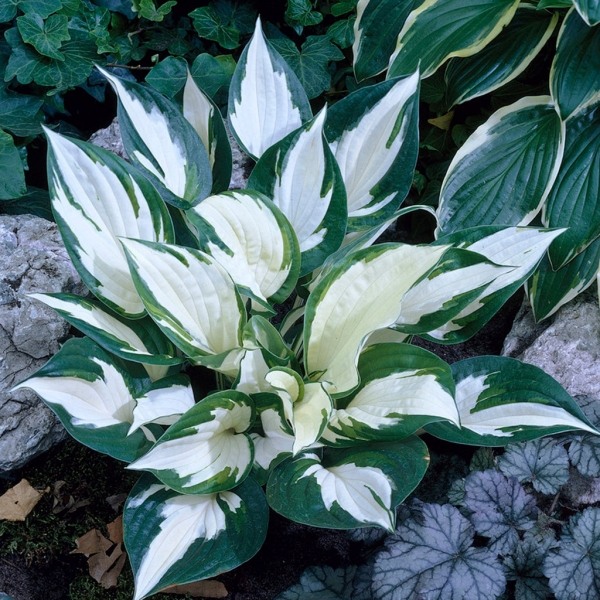 Fire & Ice Hosta Lily