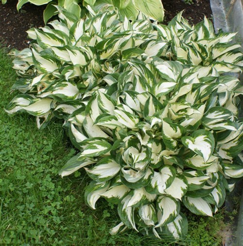 Fire & Ice Hosta Lily