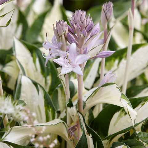 Fire & Ice Hosta Lily