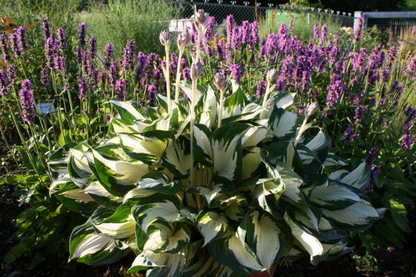 Fire & Ice Hosta Lily