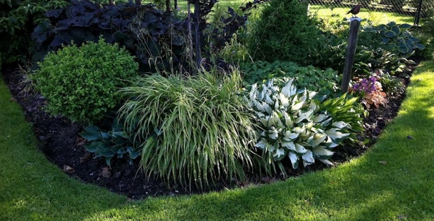 Fire & Ice Hosta Lily
