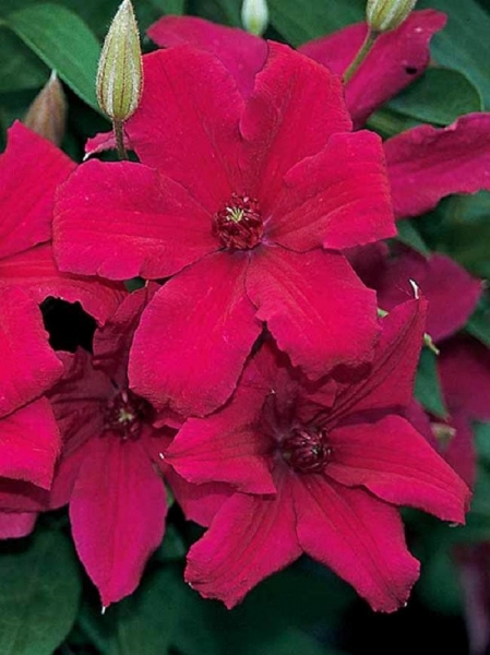 Cardinal Wyszynski Clematis