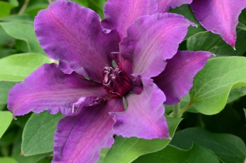 Fleuri Clematis