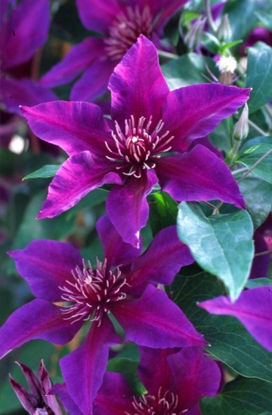 Fleuri Clematis