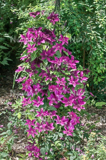 Fleuri Clematis