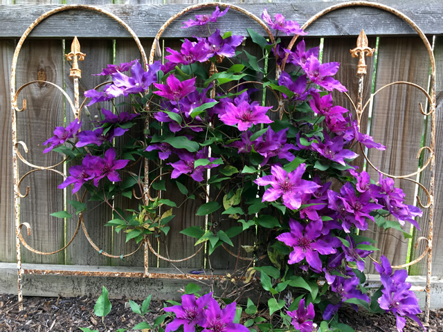 Fleuri Clematis